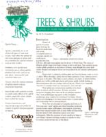 Aphids on shade trees and ornamentals