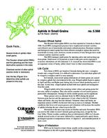 Aphids in small grains /