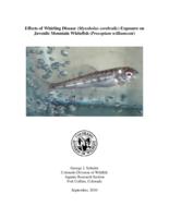 Effects of whirling disease, myxobolus cerebralis, exposure on juvenile mountain whitefish, prosopium williamsoni