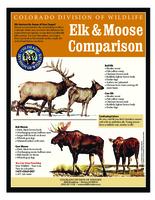 Elk & moose comparison