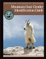 Mountain goat gender identification guide