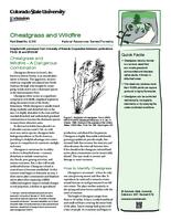 Cheatgrass and wildfire