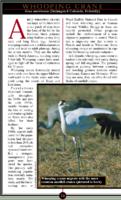 Wildlife in danger : the status of Colorado's threatened or endangered fish, amphibians, birds, and mammals. Part 12: Birds - Whooping Crane