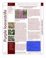 Purple loosestrife identification and management