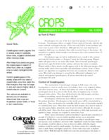 Grasshoppers in field crops