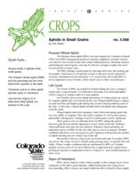 Aphids in small grains