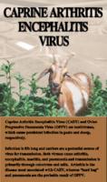 Caprine arthritis encephalitis virus