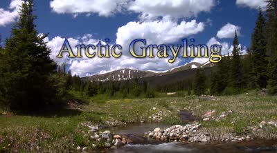 a. m. Colorado. Arctic Grayling.(2011)