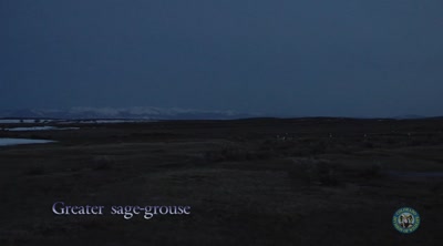 a. m. Colorado. Greater Sage-Grouse.(2008)