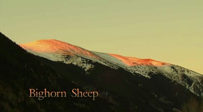 a. m. Colorado. Rocky Mountain Bighorn Sheep. (2009)