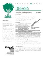 Ascochyta leaf blight of turf