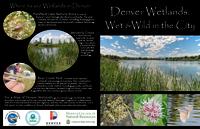 Denver wetlands, wet & wild in the city