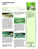 Caterpillars on field crops. II