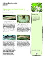 Caterpillars on field crops. III