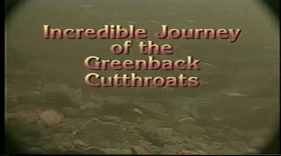 Incredible journey of the greenback cutthroats