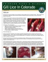 Gill lice in Colorado