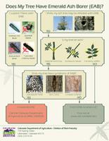 Does my tree have emerald ash borer (EAB)?