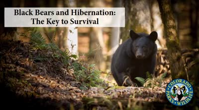 Black bears and hibernation. The Key to Survivial