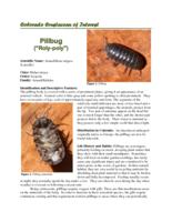 Colorado crustaceans of interest. Pillbug