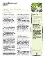 Western corn rootworm