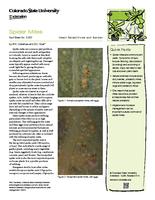 Spider mites