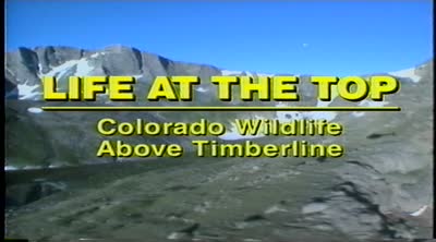 Life at the top : Colorado wildlife above timberline