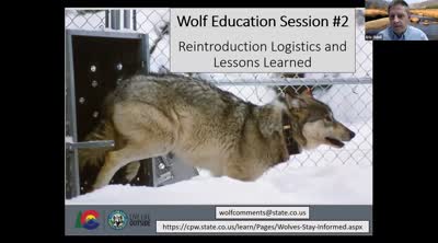 Gray wolf reintroduction education sessions. Session 2: Reintroduction logistics and lessons learned