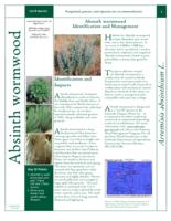 Absinth wormwood identification and management