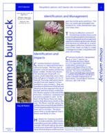 Common burdock