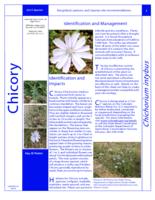 Chicory