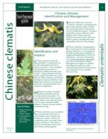 Chinese clematis identification and management