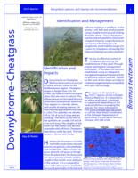 Downy brome-cheatgrass