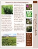 Hairy willow-herb, epilobium hirsutum