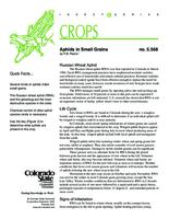 Aphids in small grains