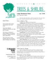 Large deciduous trees