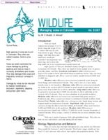 Managing voles in Colorado