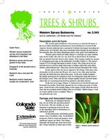 Western spruce budworms