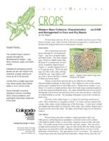 Western bean cutworms : characteristics and control in corn