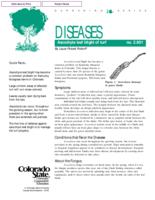 Ascochyta leaf blight of turf