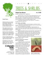 Shade tree borers