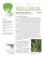 Western spruce budworms
