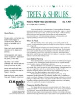 How to plant trees and shrubs