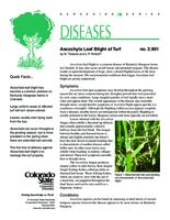 Ascochyta leaf blight of turf