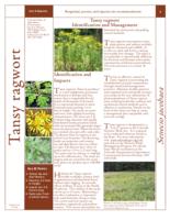 Tansy ragwort identification and management