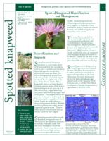 Spotted knapweed identification and management