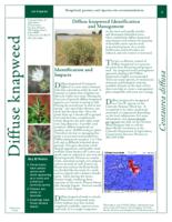 Diffuse knapweed identification and management