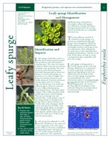 Leafy spurge identification and management