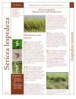 Sericea lespedeza identification and management