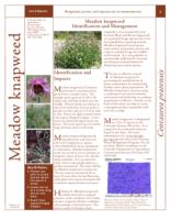 Meadow knapweed identification and management