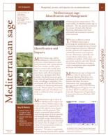 Mediterranean sage identification and management